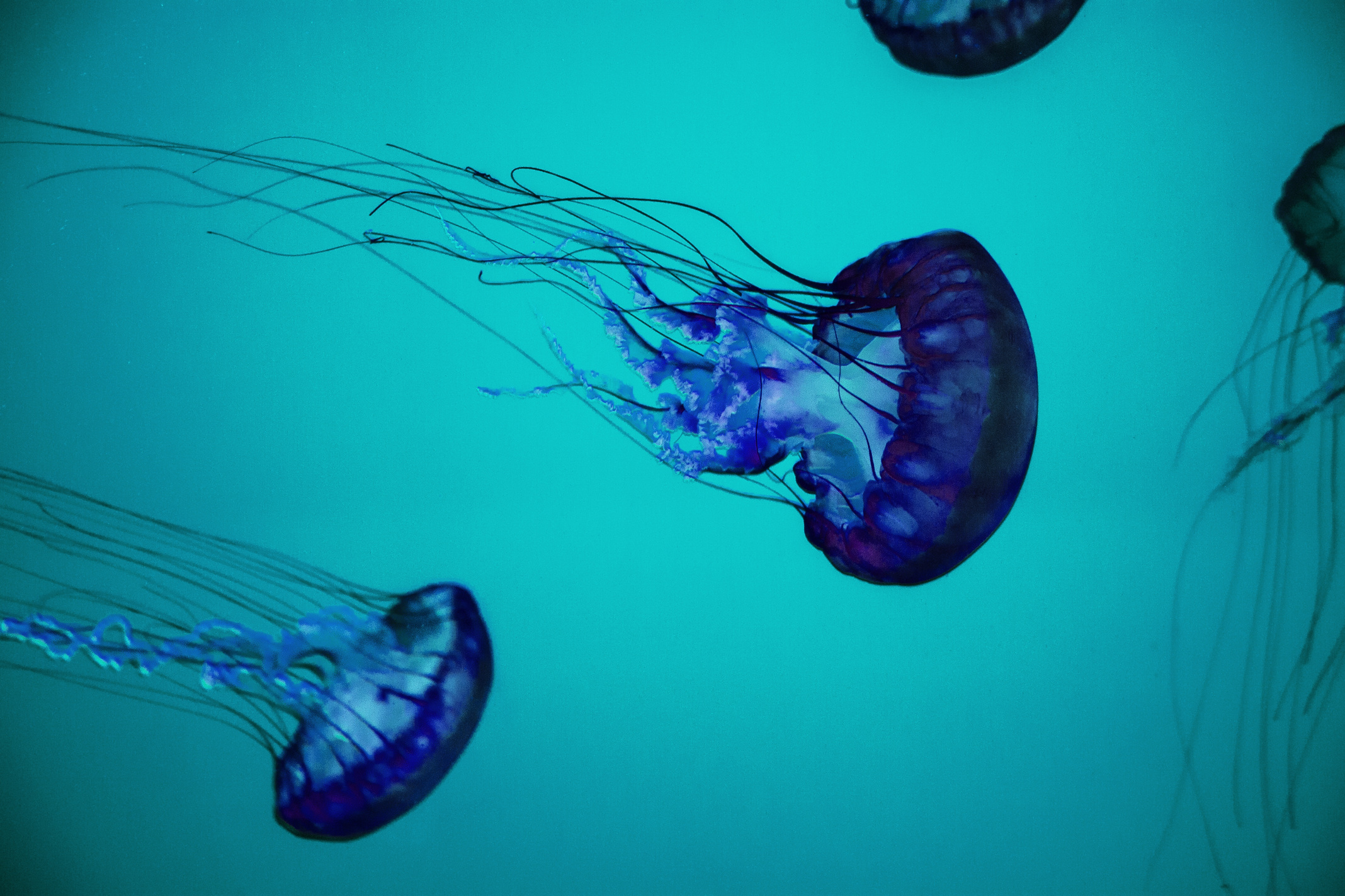 Jellyfish in The Sea